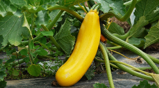 Une courgette jaune (photo d'illustration). — Pixabay