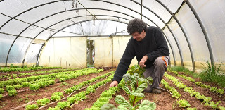 Jacques Morlat est le seul maraîcher bio qui produit aujourd'hui sur la zone de Canavières. Mais il s'est installé sur le site depuis trois ans./Photo DDM, Marie-Pierre Volle. 