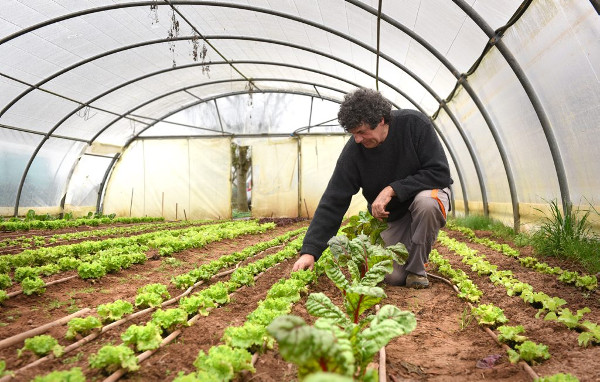 Jacques Morlat est le seul maraîcher bio qui produit aujourd'hui sur la zone de Canavières. Mais il s'est installé sur le site depuis trois ans./Photo DDM, Marie-Pierre Volle. 